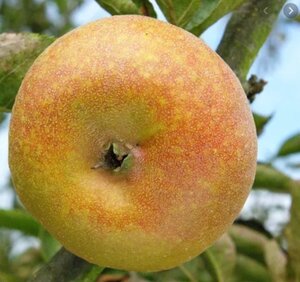 Malus d. 'Court-Pendu' enkelUmetrek wortelgoed