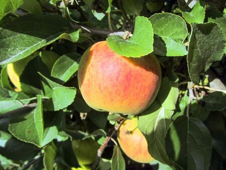 Malus d. 'Elstar' (Laat) laagstam wortelgoed leiboom rek