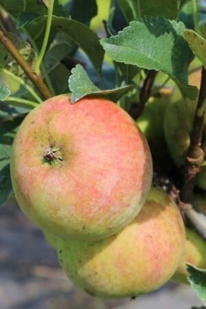 Malus d. 'Goudreinette'=Schone van Boskoop laagstam wortelgoed leiboom rek