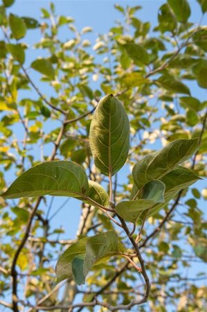 Malus d. 'Gravensteiner' enkelUmetrek wortelgoed - afbeelding 1