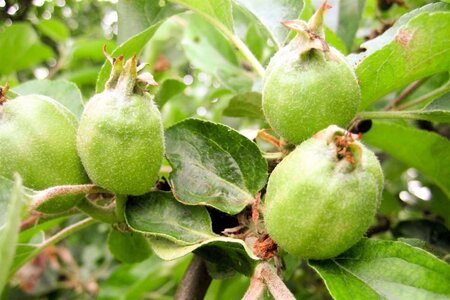 Malus d. 'Gravensteiner' enkelUmetrek wortelgoed - afbeelding 2