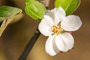 Malus d. 'Gravensteiner' enkelUmetrek wortelgoed - afbeelding 3