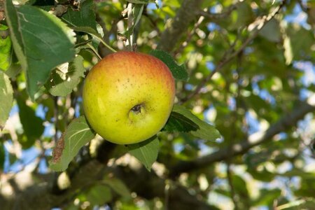 Malus d. 'Gravensteiner' enkelUmetrek wortelgoed - afbeelding 4