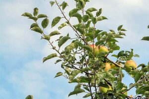 Malus d. 'Gravensteiner' enkelUmetrek wortelgoed - afbeelding 5