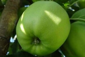 Malus d. 'Granny Smith' enkelUmetrek wortelgoed - afbeelding 2