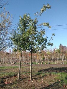 Malus sylvestris 25-30 Hoogstam draadkluit 3 X verplant - afbeelding 2