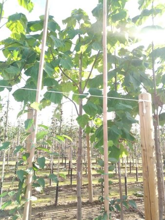 Paulownia tomentosa 20-25 Hoogstam draadkluit 3 X verplant