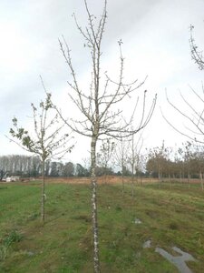 Prunus a. 'Hedelf. Riesenkirsche' 25-30 Hoogstam draadkluit 4 X verplant