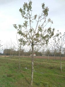 Prunus a. 'Hedelf. Riesenkirsche' 30-35 Hoogstam draadkluit 4 X verplant