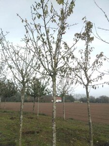 Prunus a. 'Van' (laat) 30-35 Hoogstam draadkluit 4 X verplant