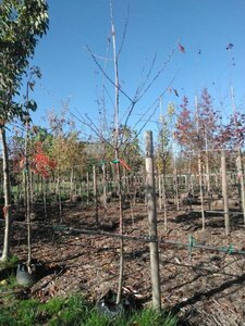 Prunus avium 10-12 Hoogstam BAG 3 X verplant