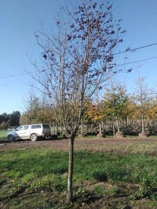 Prunus cer. 'Nigra'= 'Pissardii' 25-30 Halfstam draadkluit