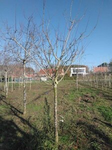 Prunus d. 'Anna Späth' 20-25 Halfstam draadkluit 3 X verplant