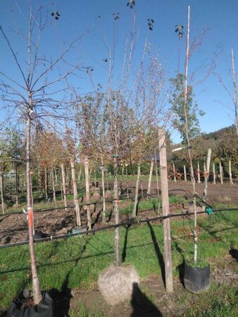 Prunus d. 'Hauszwetsche' = 'Altesse Simple' 18-20 Halfstam draadkluit 3 X verplant