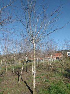 Prunus d. 'Reine Claude d'Althan' = Conducta 25-30 Hoogstam draadkluit 4 X verplant - afbeelding 1