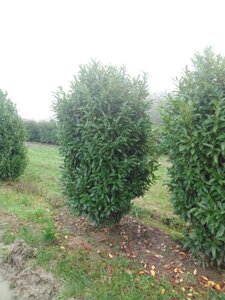 Prunus l. 'Reynvaanii' 200-250 cm met kluit