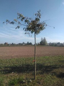 Prunus sargentii 18-20 Hoogstam wortelgoed 3 X verplant