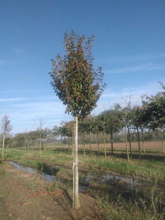 Prunus 'Umineko' 20-25 Hoogstam draadkluit 3 X verplant