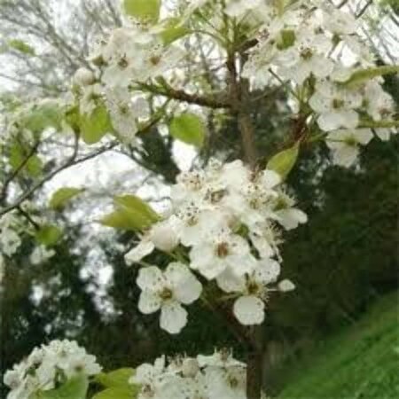 Pyrus calleryana 'Chanticleer' 8-10 cm wortelgoed geveerd - afbeelding 1