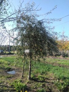 Pyrus salicifolia 'Pendula' 25-30 Hoogstam draadkluit 3 X verplant