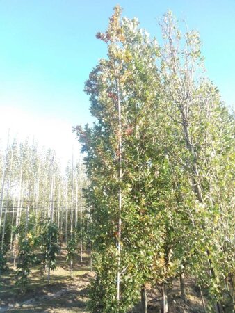 Quercus bimundorum 'Crimson Spire' 14-16 cm draadkluit geveerd 3 X verplant