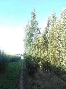 Quercus bimundorum 'Crimson Spire' 20-25 cm draadkluit geveerd 4 X verplant