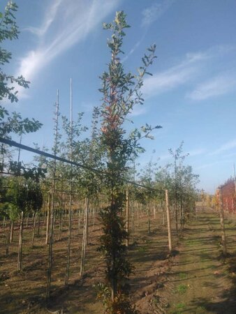 Quercus bimundorum 'Crimson Spire' 8-10 cm met kluit geveerd