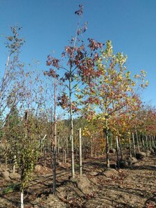 Quercus rubra 25-30 Hoogstam draadkluit 3 X verplant