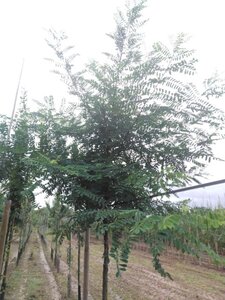 Robinia pseudoacacia 20-25 Hoogstam draadkluit 3 X verplant - afbeelding 2