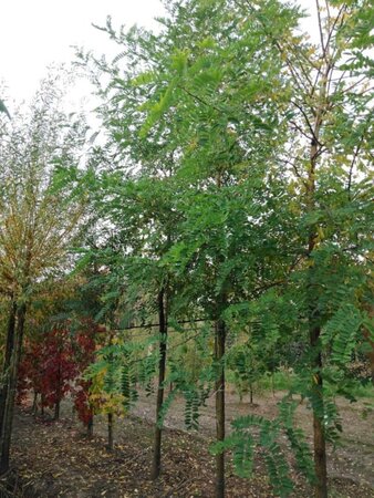 Robinia pseudoacacia 20-25 Hoogstam draadkluit 3 X verplant - afbeelding 3