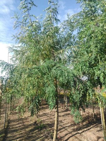 Robinia pseudoacacia 20-25 Hoogstam draadkluit 3 X verplant - afbeelding 4