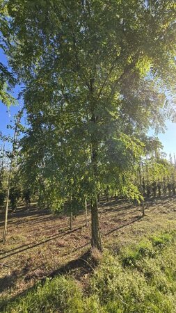 Robinia pseudoacacia 40-45 Hoogstam draadkluit 4 X verplant