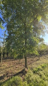 Robinia pseudoacacia 40-45 Hoogstam draadkluit 4 X verplant