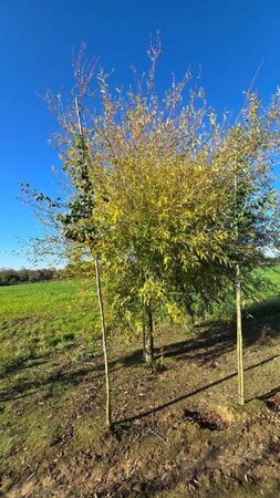 Salix alba 'Chermesina' 30-35 Hoogstam draadkluit 4 X verplant