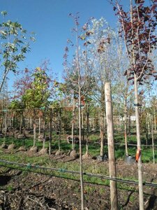 Tilia europaea 'Pallida' 10-12 Hoogstam BAG 3 X verplant - afbeelding 1