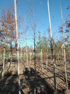 Tilia europaea 'Pallida' 10-12 Hoogstam BAG 3 X verplant - afbeelding 2