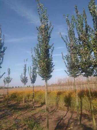 Ulmus 'Columella' 20-25 Hoogstam draadkluit 3 X verplant