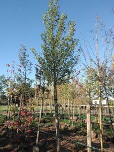 Ulmus 'Columella' 30-35 Hoogstam draadkluit 4 X verplant - afbeelding 1