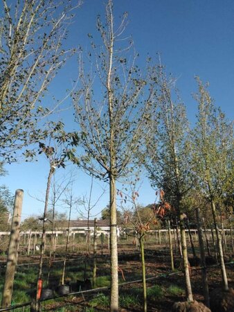 Ulmus 'Columella' 30-35 Hoogstam draadkluit 4 X verplant - afbeelding 2