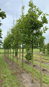 Quercus bicolor 12-14 Hoogstam draadkluit 2 X verplant - afbeelding 1