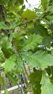 Quercus bicolor 12-14 Hoogstam draadkluit 2 X verplant - afbeelding 2