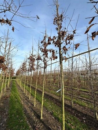 Quercus bicolor 12-14 Hoogstam draadkluit 2 X verplant - afbeelding 3