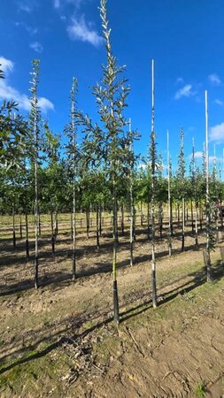 Quercus cerris 10-12 Hoogstam wortelgoed