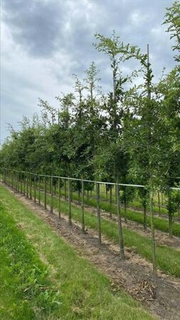 Quercus cerris 12-14 Hoogstam draadkluit 2 X verplant - afbeelding 1