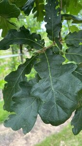 Quercus cerris 12-14 Hoogstam draadkluit 2 X verplant - afbeelding 2