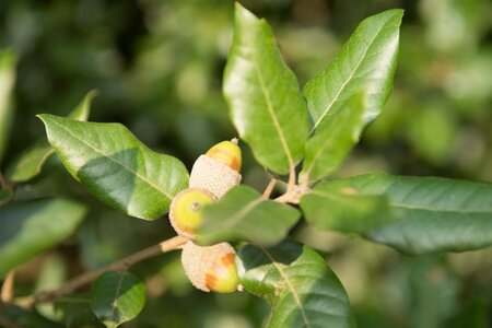 Quercus ilex 200-250 cm cont. 65L - afbeelding 1