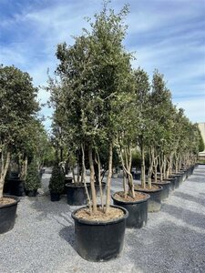 Quercus ilex 300-350 cm container meerstammig - afbeelding 25