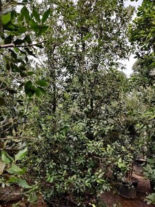 Quercus ilex 300-350 cm container meerstammig - afbeelding 18