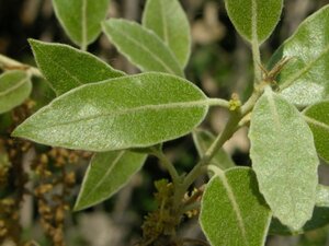 Quercus ilex 300-350 cm container meerstammig - afbeelding 8