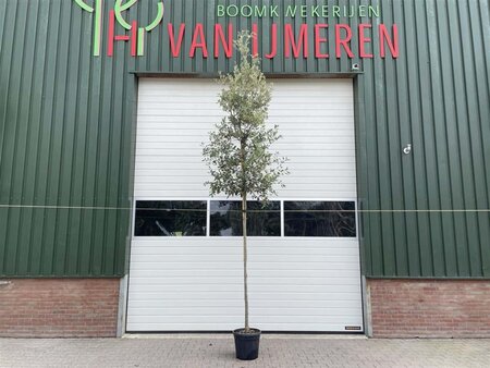 Quercus ilex 300-350 cm container meerstammig - afbeelding 9